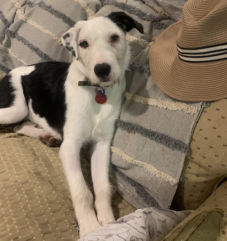 Entry image for Obi. Clicking this image will show a larger photo