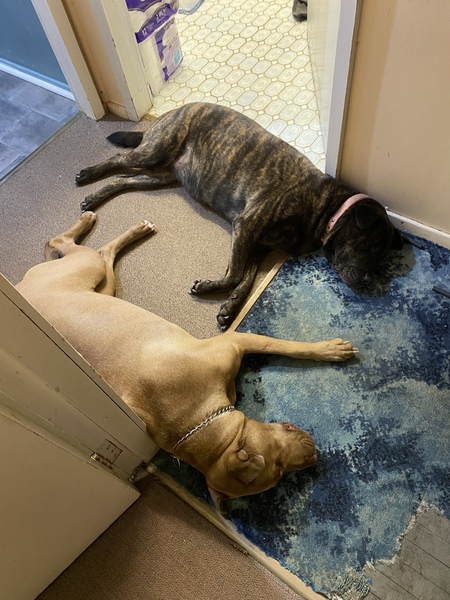 Entry image for Coco and ruby. Clicking this image will show a larger photo