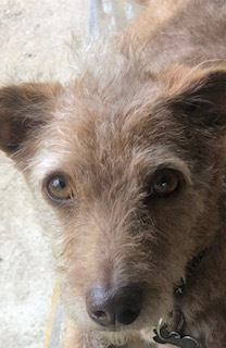 Entry image for Henry. Clicking this image will show a larger photo