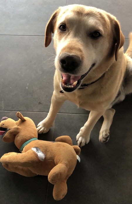 Entry image for Beau. Clicking this image will show a larger photo