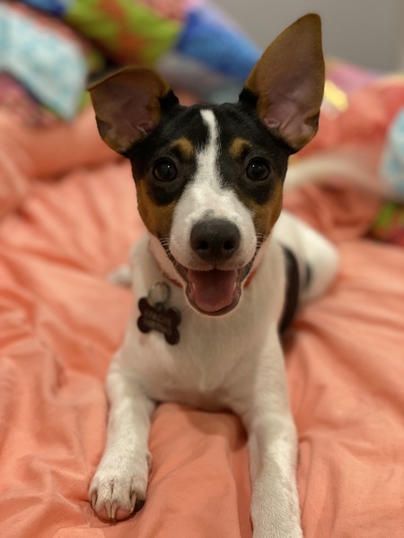 Entry image for Apache. Clicking this image will show a larger photo