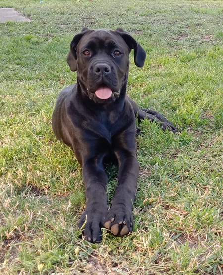 Entry image for Penny. Clicking this image will show a larger photo