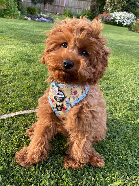 Entry image for Henry . Clicking this image will show a larger photo