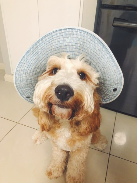 Entry image for Franco. Clicking this image will show a larger photo