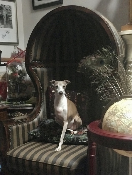 Entry image for Tuppence. Clicking this image will show a larger photo