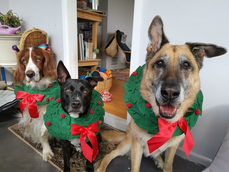 Entry image for Zara, Bojar and Buddy. Clicking this image will show a larger photo