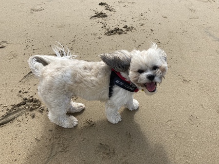 Entry image for Bentley . Clicking this image will show a larger photo