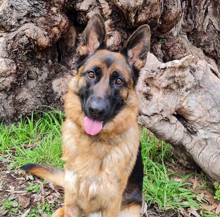 Entry image for Zena. Clicking this image will show a larger photo