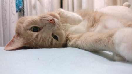 Entry image for Tora. Clicking this image will show a larger photo