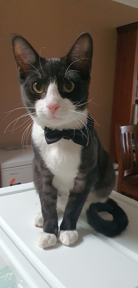 Entry image for Oreo. Clicking this image will show a larger photo