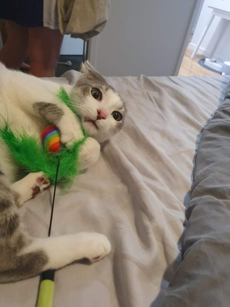 Entry image for Jaeger. Clicking this image will show a larger photo