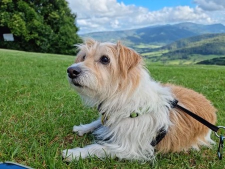 Entry image for Monty. Clicking this image will show a larger photo