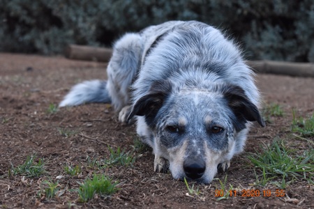 Entry image for Harley Girl. Clicking this image will show a larger photo