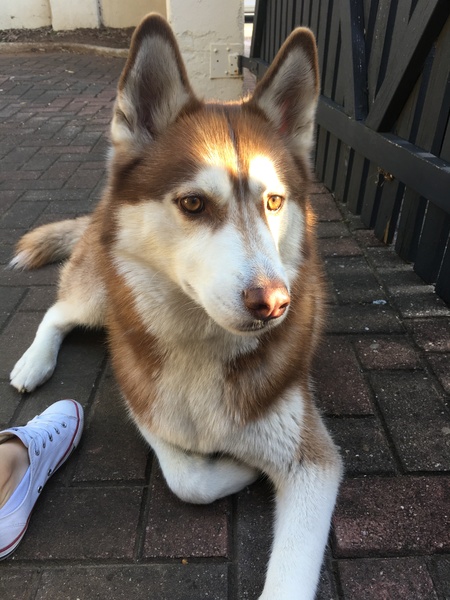 Entry image for Rocky. Clicking this image will show a larger photo