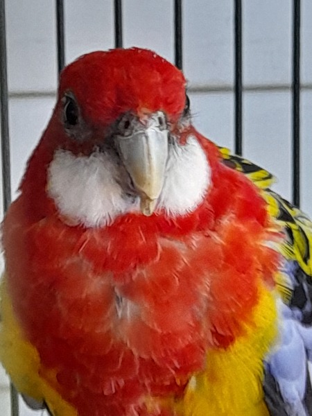 Entry image for Franko aka Franky. Clicking this image will show a larger photo