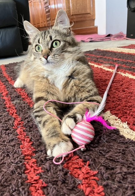 Entry image for Sadie. Clicking this image will show a larger photo