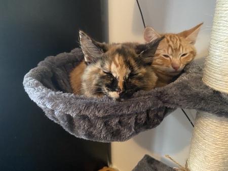 Entry image for Leia and Luke. Clicking this image will show a larger photo