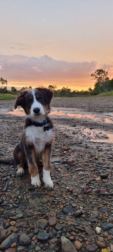 Entry image for Skipper. Clicking this image will show a larger photo