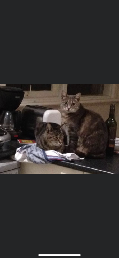 Entry image for Cozette and Monsieur . Clicking this image will show a larger photo