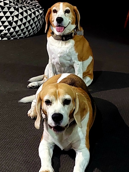 Entry image for Holly & Bohdi. Clicking this image will show a larger photo