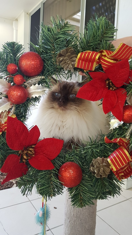 Entry image for Blue. Clicking this image will show a larger photo