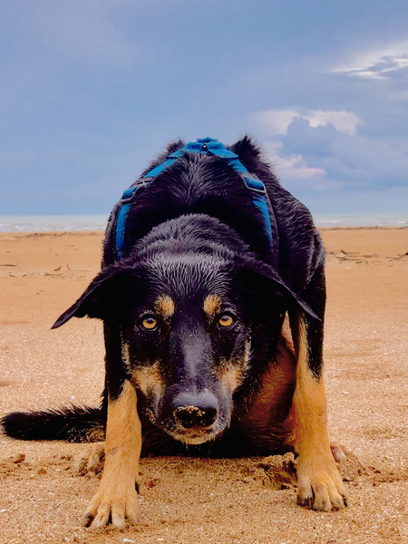 Entry image for Chase. Clicking this image will show a larger photo