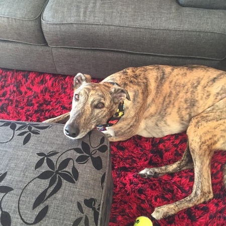 Entry image for Alfie. Clicking this image will show a larger photo