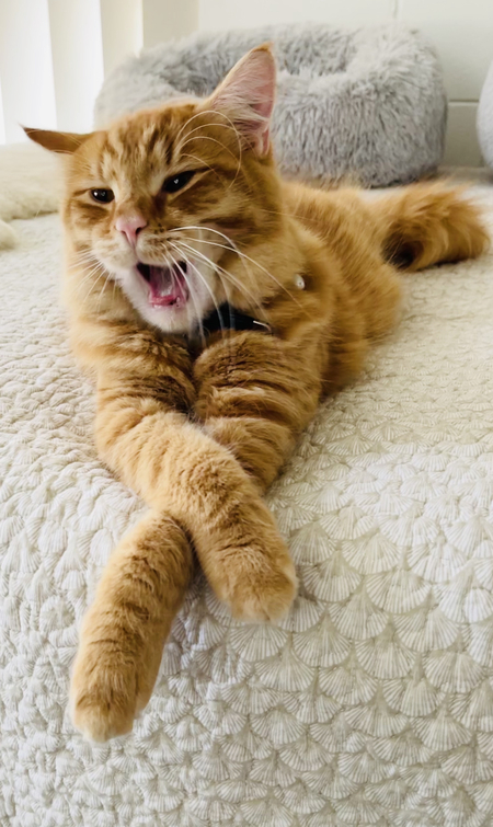 Entry image for Aslan. Clicking this image will show a larger photo