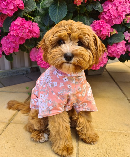 Entry image for Luna. Clicking this image will show a larger photo