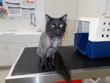 Entry image for Ramessees. Clicking this image will show a larger photo