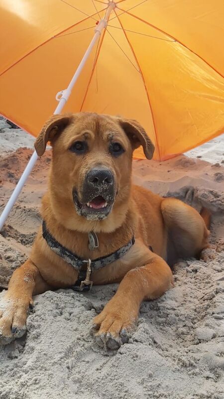 Entry image for Kenai. Clicking this image will show a larger photo