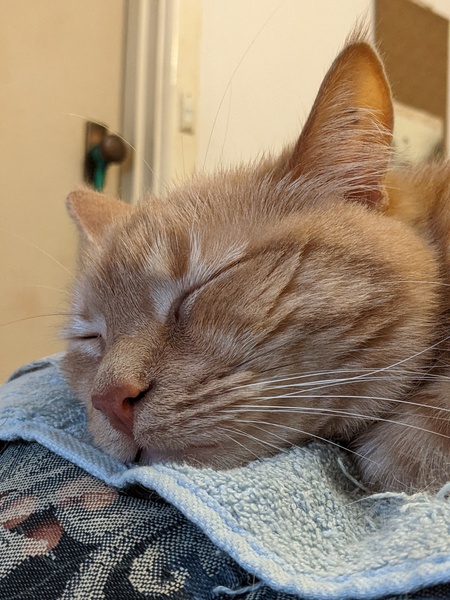 Entry image for Fin. Clicking this image will show a larger photo