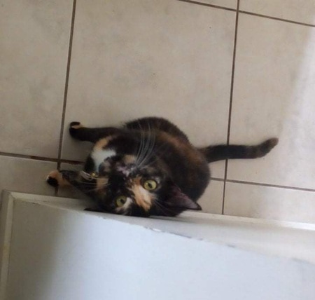 Entry image for Millie. Clicking this image will show a larger photo