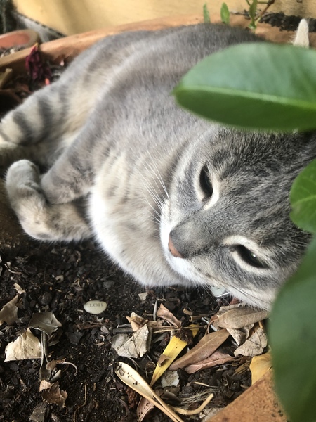 Entry image for Edith. Clicking this image will show a larger photo