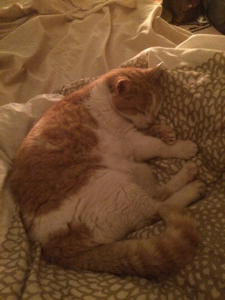 Entry image for Ella. Clicking this image will show a larger photo