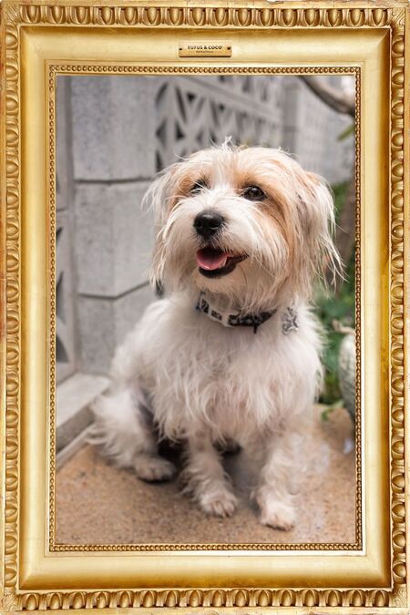 Entry image for Dorothy Dotti Dot Dawg Shaw. Clicking this image will show a larger photo