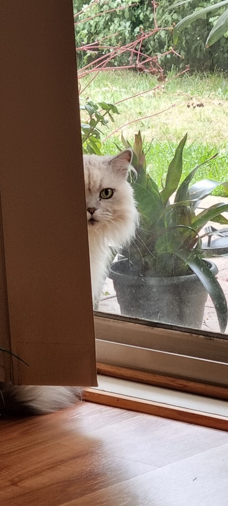 Entry image for Bella. Clicking this image will show a larger photo