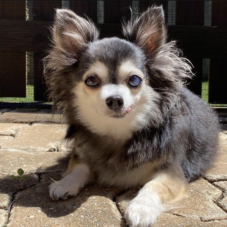 Entry image for Izzy. Clicking this image will show a larger photo