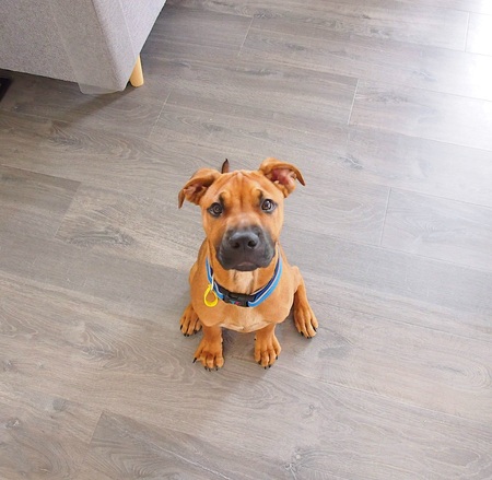 Entry image for Draco. Clicking this image will show a larger photo