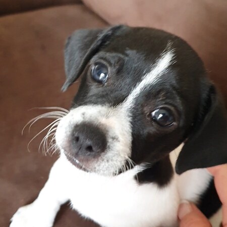 Entry image for Tilly Mae. Clicking this image will show a larger photo