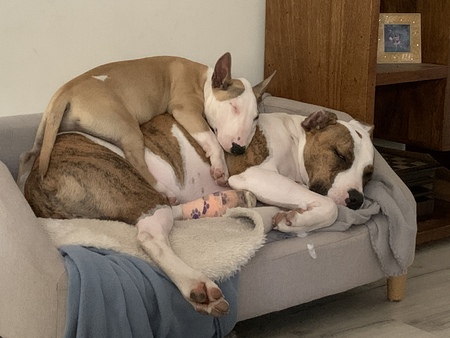 Entry image for Koby and Tia. Clicking this image will show a larger photo