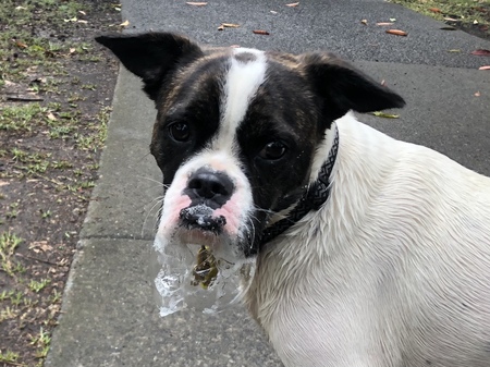 Entry image for Frankie. Clicking this image will show a larger photo