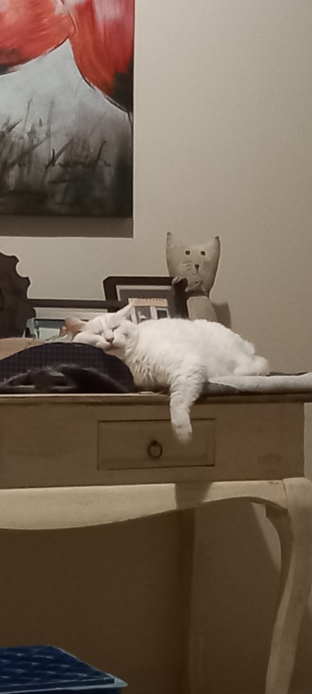 Entry image for Cookie. Clicking this image will show a larger photo