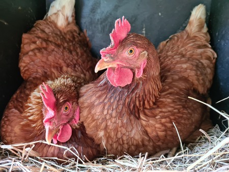 Super Model Chickens