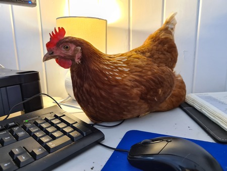 Working From Home Chicken