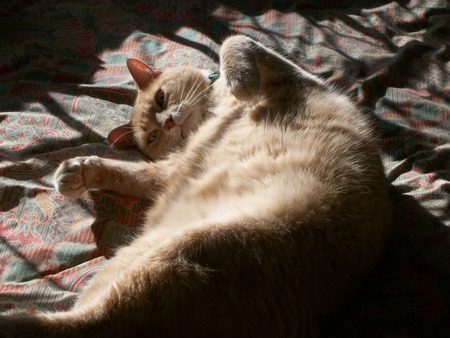 Entry image for Timon. Clicking this image will show a larger photo