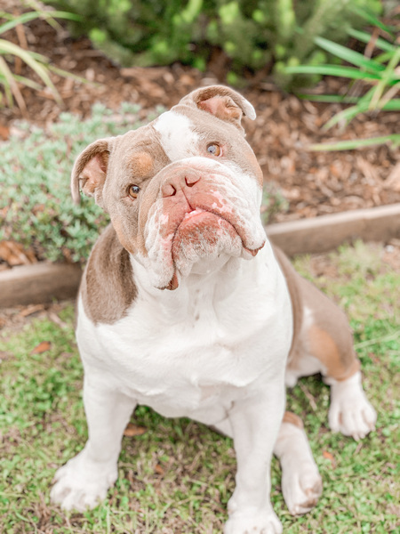 Entry image for Riggs. Clicking this image will show a larger photo