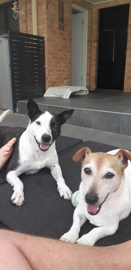 Entry image for Shay & Chief. Clicking this image will show a larger photo