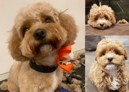 Entry image for Yassi. Clicking this image will show a larger photo