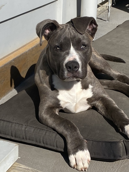 Entry image for Roxy. Clicking this image will show a larger photo